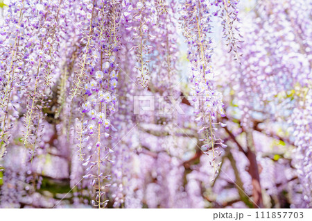 藤の花 藤の花 111857703