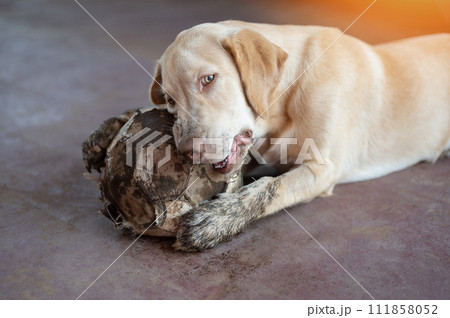Playful labrador dog with ball 111858052