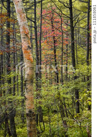 【小浅間山】登山道の紅葉【北佐久郡軽井沢町】 【小浅間山】登山道の紅葉【北佐久郡軽井沢町】 111858061