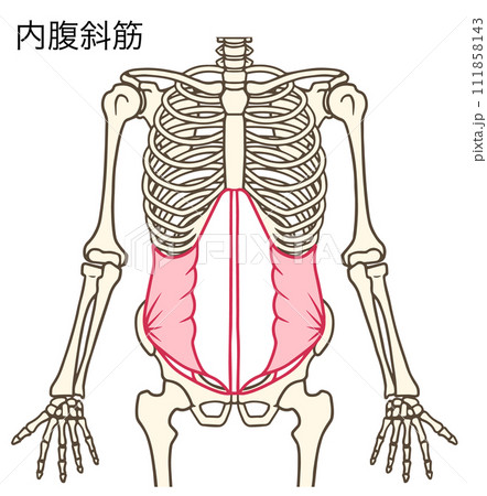 内腹斜筋 111858143