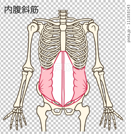 internal oblique muscle 111858143