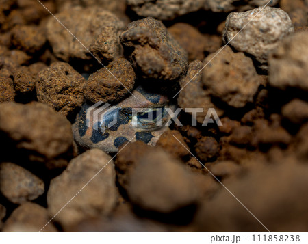 地面に埋まるエジプトミドリヒキガエル 111858238