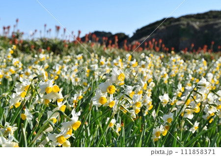 爪木崎の水仙とアロエの花 静岡 爪木崎の水仙とアロエの花 静岡 111858371