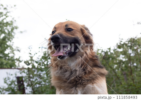Brown dog with floppy ears close-up portrait 111858493