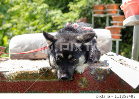 Black dog in a blanket in the garden 111858495