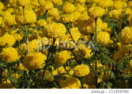 Marigold flowers in the garden. Marigold is a genus of flowering plants  111859760