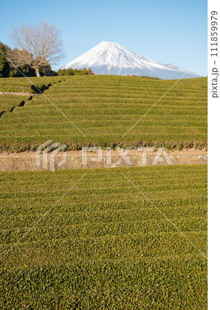 富士山と茶畑の美しいコラボ風景 富士山と茶畑の美しいコラボ風景 111859979