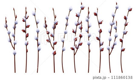 Set of pussy willow branches on an isolated background. Vector illustration for the design of cards, posters, flyers for Easter. Spring time. 111860138