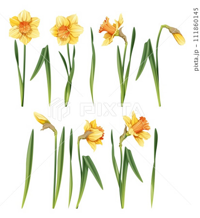 Set of daffodil on an isolated background in cartoon style. Spring yellow flower for Easter. Beautiful narcissus flower. Vector floral illustration. Set of daffodil on an isolated background in cartoon style. Spring yellow flower for Easter. Beautiful narcissus flower. Vector floral illustration. 111860145