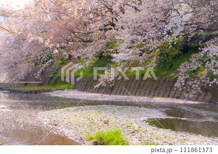 川緑の桜と川に舞い散る花びら 川緑の桜と川に舞い散る花びら 111861373