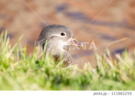 Young Mandarin Duckling Peeking Through Grass 111862259