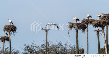 Storks colony in a protected area at Los Barruecos Natural Monument, Malpartida de Caceres, Extremadura, Spain. 111863037