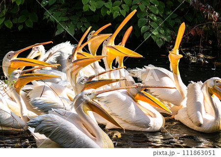 Great White Pelican, Pelecanus onocrotalus in a park Great White Pelican, Pelecanus onocrotalus in a park 111863051