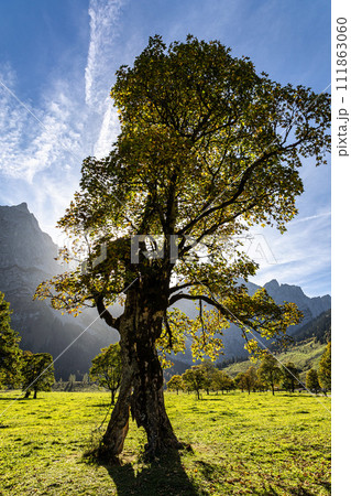 maple trees at Ahornboden, Karwendel mountains, Tyrol, Austria maple trees at Ahornboden, Karwendel mountains, Tyrol, Austria 111863060