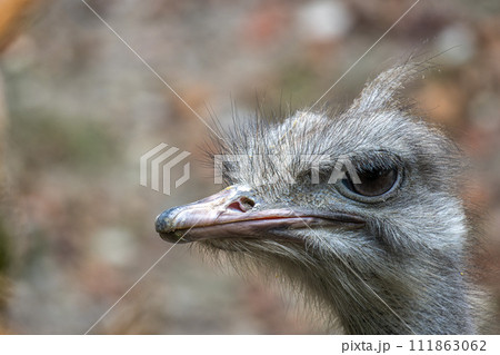 The common ostrich, Struthio camelus, or simply ostrich 111863062