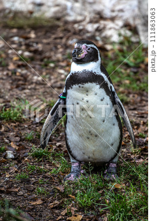 Humboldt Penguin, Spheniscus humboldti in a park 111863063