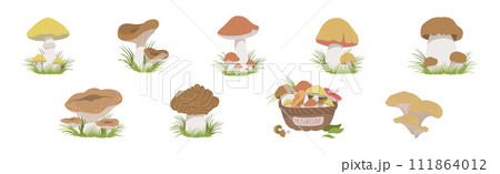 Forest Mushroom with Stem and Cap Growing in Grass Vector Set 111864012