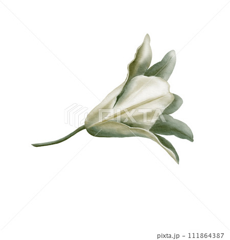 White lilies at the Feast of the Annunciation of the Blessed Virgin Mary in digital watercolor clipart.Decoration for wedding, Communion, christening, decoration of religious printed products. White lilies at the Feast of the Annunciation of the Blessed Virgin Mary in digital watercolor clipart.Decoration for wedding, Communion, christening, decoration of religious printed products. 111864387