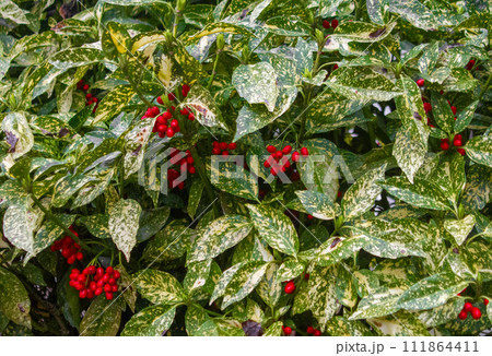 APANISCHE AUKUBE CROTONIFOLIA- AUKUBE CROTONIFOLIA 111864411