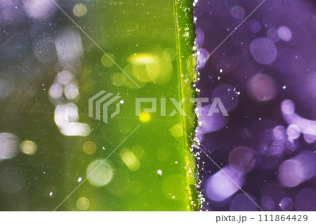 life under a microscope life under a microscope 111864429