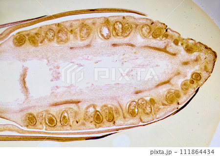 life under a microscope life under a microscope 111864434