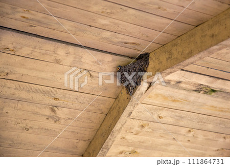 Swallow's nest under a wooden roof with a chick. Swallow's nest under a wooden roof with a chick. 111864731