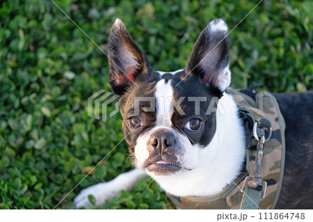 ボストンテリア ボストンテリア 111864748