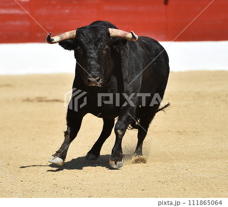 bull in spain in a traditional spectacle of bullfight bull in spain in a traditional spectacle of bullfight 111865064