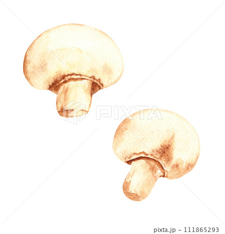 Watercolor fresh champignon mushrooms. Hand painted vegetable illustration in vintage style isolated on a white background. Watercolor fresh champignon mushrooms. Hand painted vegetable illustration in vintage style isolated on a white background. 111865293