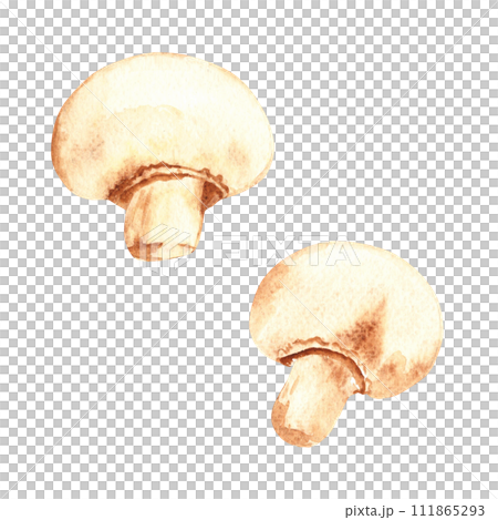 Watercolor fresh champignon mushrooms. Hand painted vegetable illustration in vintage style isolated on a white background. Watercolor fresh champignon mushrooms. Hand painted vegetable illustration in vintage style isolated on a white background. 111865293