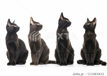 AI-generated content. Sequential Black Cats Gazing Upwards 111865622