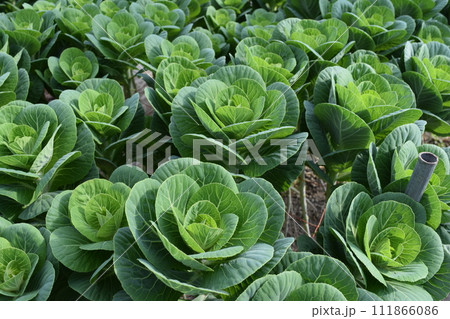 ビニールハウスで栽培中の野菜 ビニールハウスで栽培中の野菜 111866086