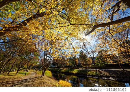 港北ニュータウン・大原みねみち公園の紅葉 111866163