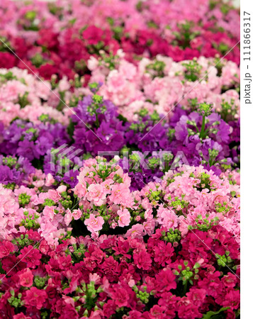 プリムラ・マラコイデスの花苗 プリムラ・マラコイデスの花苗 111866317