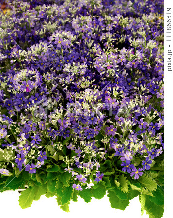 プリムラ・マラコイデスの花苗 プリムラ・マラコイデスの花苗 111866319