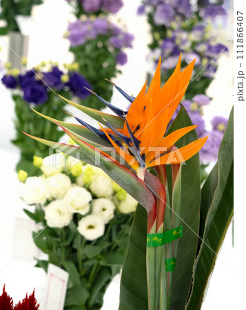 切り花　ストレリチア 111866407