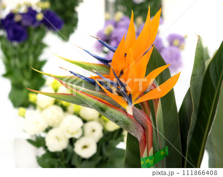 切り花　ストレリチア 111866408