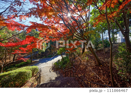 横浜・港北ニュータウンの緑道の紅葉 111866467