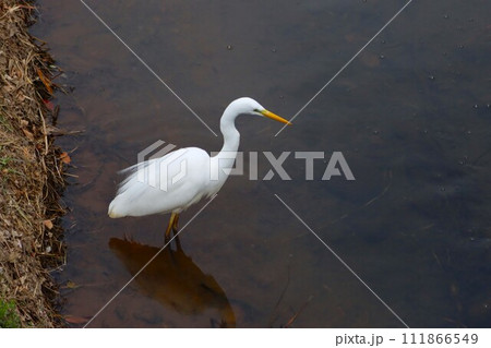ゆずの里毛呂山町の水田地帯を流れる小川に舞い降りた白鷺の生態写真 111866549