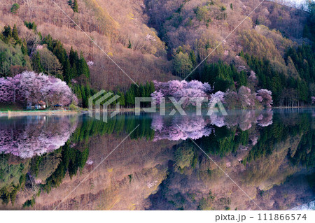 【信州の春】中綱湖のオオヤマザクラ・リフレクション【長野県】 111866574