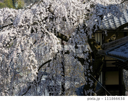 京都の二寧坂に咲く枝垂れ桜 111866638