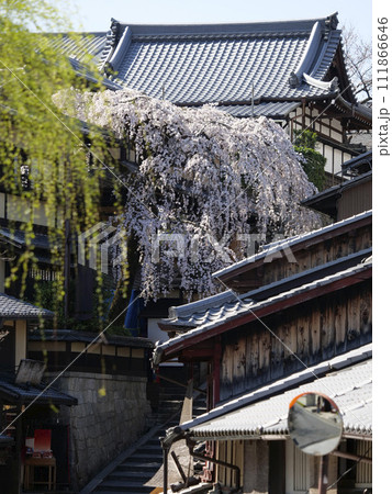 京都の二寧坂に咲く枝垂れ桜 京都の二寧坂に咲く枝垂れ桜 111866646