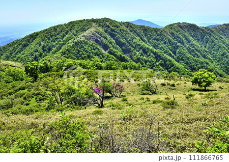 丹沢山地の不動ノ峰より 新緑の山地に丹沢山 丹沢山地の不動ノ峰より 新緑の山地に丹沢山 111866765