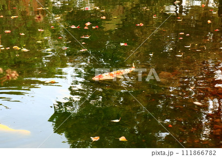 池の鯉 111866782