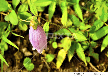 道志山塊の石割山 ヤマホタルブクロ 道志山塊の石割山 ヤマホタルブクロ 111866790