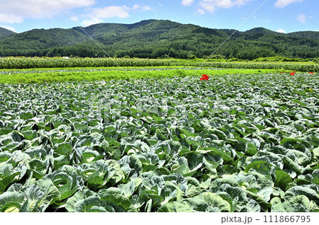 山梨県忍野村　キャベツ畑と緑の道志山塊 111866795