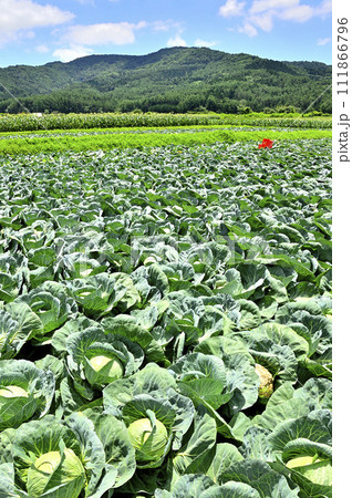 山梨県忍野村 キャベツ畑と緑の道志山塊 山梨県忍野村 キャベツ畑と緑の道志山塊 111866796