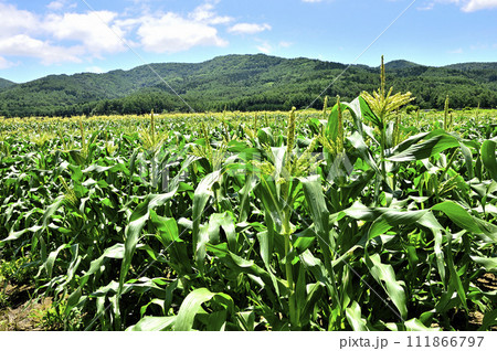 山梨県忍野村 夏の風景 トウモロコシ畑と大平山 山梨県忍野村 夏の風景 トウモロコシ畑と大平山 111866797