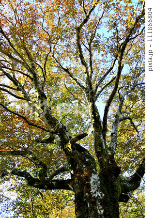 丹沢の姫次山頂 ブナの紅葉 丹沢の姫次山頂 ブナの紅葉 111866804