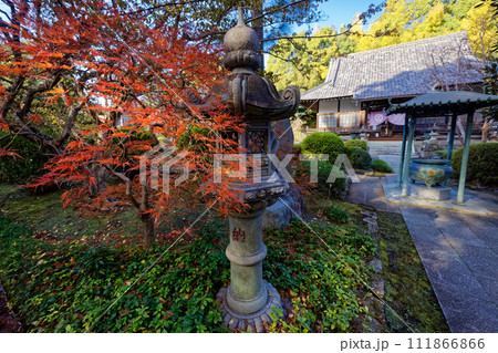 横浜・港北ニュータウン・センター南の寺院の紅葉 横浜・港北ニュータウン・センター南の寺院の紅葉 111866866